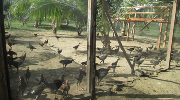 san ramon penal colony and farm